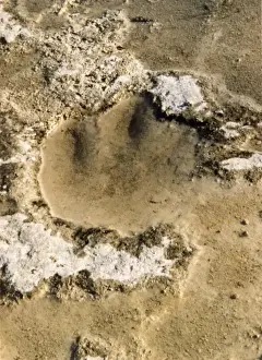 Dinosaur Tracks / Texas