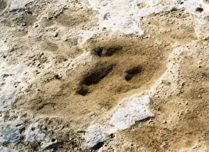 Dinosaur Tracks / Texas