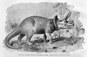 Dinosaur / Triceratops