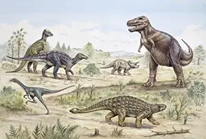 Cerapoda Prints: Dinosaurs discovered in western USA