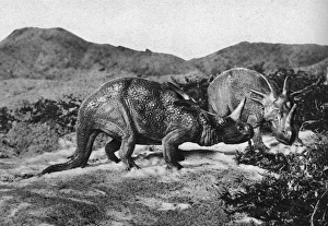 Images Dated 18th May 2017: Dinosaurs, Styracosaurus