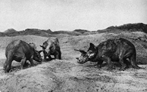 Images Dated 18th May 2017: Dinosaurs, Triceratops