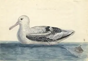 Procellariiformes Prints: Diomedea exulens, wandering albatross