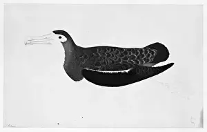 Procellariiformes Prints: Diomedia exulans