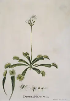 Diptera Prints: Dionaea muscipula, venus fly trap