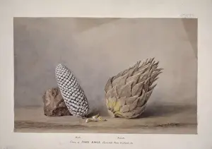 Fagaceae Prints: Dioon edule, chestnut dioon