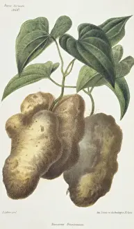 Dioscorea decaisneana, yam