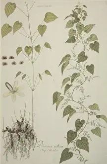 Dioscorea villosa, wild yam