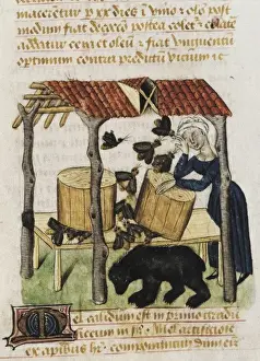 Materia Prints: Dioscorides, Pedanius (40-c. 70). Picking honey