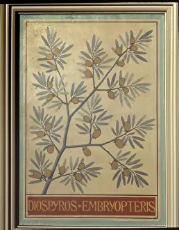 Diospyros embryopteris