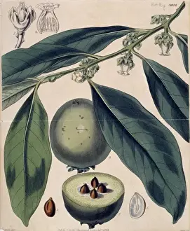 Evergreen Prints: Diospyros sp. ebony tree