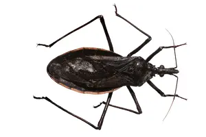 Bite Prints: Dipetalogaster maxima, triatomine bug