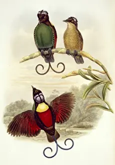 Curled Prints: Diphyllodes respublica, Wilsons bird-of-paradise