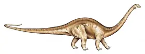 Diplodocus