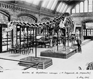 Andrew Carnegie Gallery: Diplodocus carnegiei, 1905