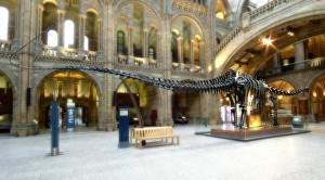 Andrew Carnegie Gallery: Diplodocus carnegiei
