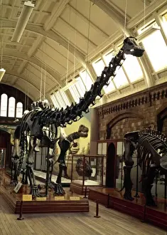 Diplodocus carnegiei