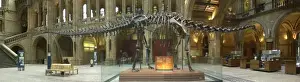 Diplodocus carnegiei