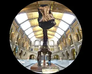 Diplodocus carnegiei
