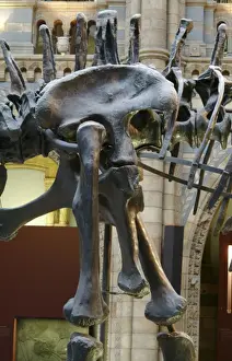 Diplodocus carnegiei