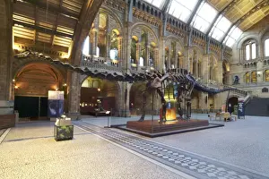 Diplodocus carnegiei