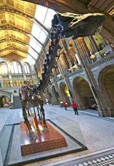 Diplodocus carnegiei