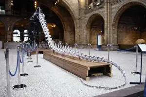 Diplodocus carnegiei