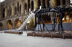 Diplodocus carnegiei