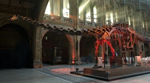 Articulated Collection: Diplodocus carnegiei, diplodocus