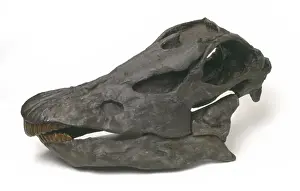 Diplodocus carnegiei skull