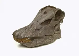 Diplodocus carnegiei skull