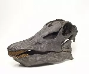 Herbivorous Collection: Diplodocus carnegiei skull