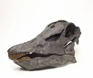 Jurassic Prints: Diplodocus carnegiei skull