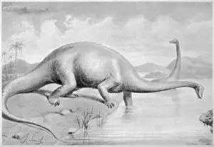 Diplodocus Carnegii