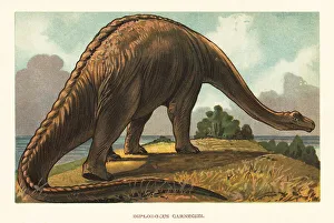 Skeleton Prints: Diplodocus carnegii, diplodocid sauropod dinosaur