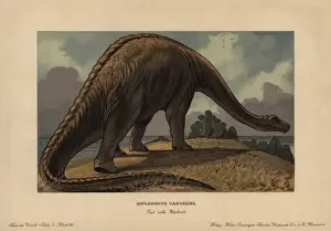 Dinosaur Prints: Diplodocus carnegii, extinct genus of diplodocid