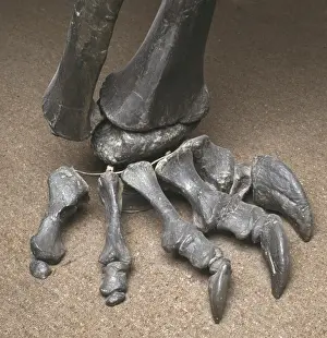 Herbivore Prints: Diplodocus foot