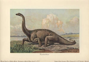 Tiere Collection: Diplodocus is a genus of extinct diplodocid