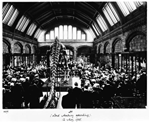 Andrew Carnegie Gallery: Diplodocus presented to the museum, 1905