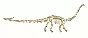 Herbivore Collection: Diplodocus skeleton
