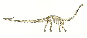 Phanerozoic Prints: Diplodocus skeleton