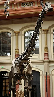 Skeleton Prints: Diplodocus skeleton. Natural History Museum, Berlin
