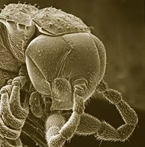 Electron Micrograph Gallery: Diplopoda sp. plate millipede