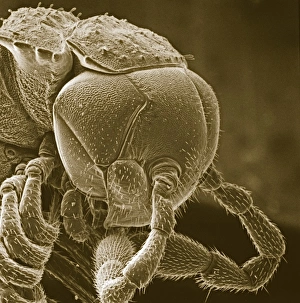 Micrograph Gallery: Diplopoda sp. plate millipede