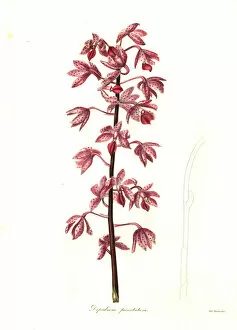 Maund Collection: Dipodium squamatum orchid