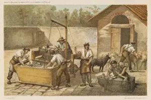 Dipped Prints: Dipping Sheep, France