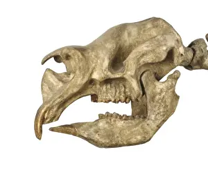 Herbivore Prints: Diprotodon skull
