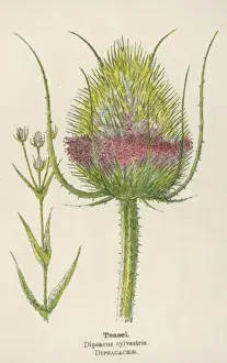 Sylvestris Prints: Dipsacus Sylvestris