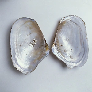 Bivalve Collection: Dipsas sp
