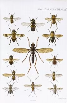 Images Dated 6th October 2011: DIPTERA